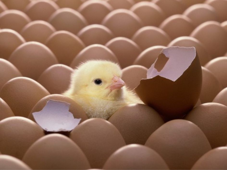 Cách nhận biết trứng có khả năng nở cao trước khi ấp