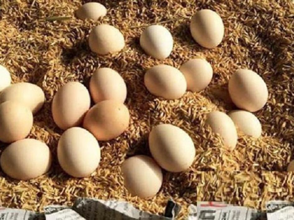 Cách bảo quản trứng gà ấp cho hiệu quả cao