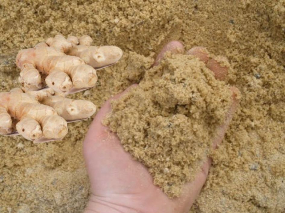 Bảo quản củ riêng bằng cát là 1 cách hiệu quả