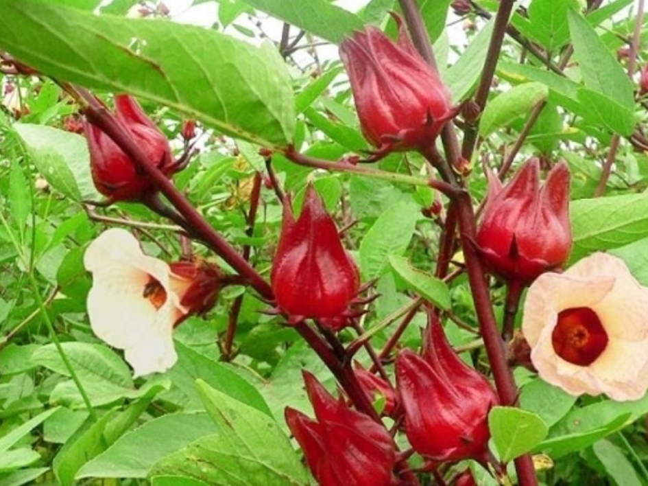 Tác dụng của hoa atiso đỏ